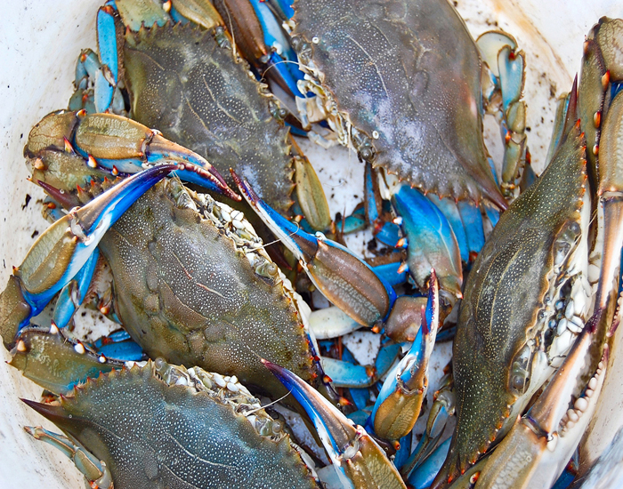 blue crabs © Mike Nocher
