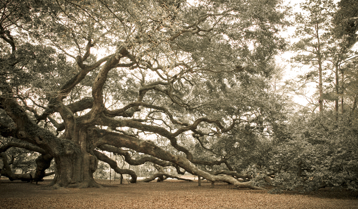 angel oak © Mike Nocher